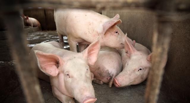 猪肉价格不断飙涨，多地肉价突破20一斤，春节还会有猪肉吃吗？