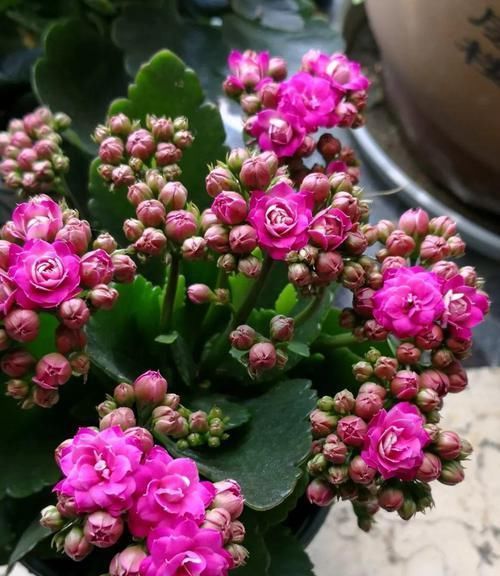  「矮小」这些小清新的微型盆栽，植株矮小，还特别耐阴，适合养在桌面上