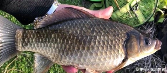 #轻松#荒野水塘斤鲫成灾,轻松钓一桶,就是鳞片发黑,水质不好?