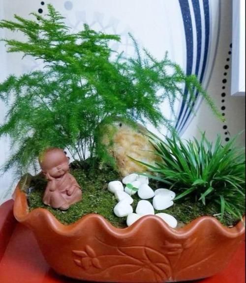 『一不小心』就这5种花,不能晒太阳,一不小心就晒死,不妨你就试一试
