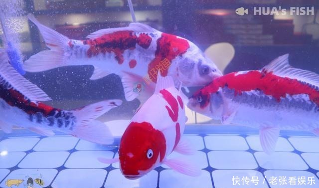 『观赏鱼』别听水族店老板的!连鱼带缸一起买回家,观赏鱼大多活不过27天