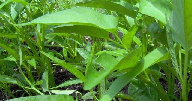  『蔬菜』常见12种蔬菜阳台种植教程，看完又能省下一笔钱啦！