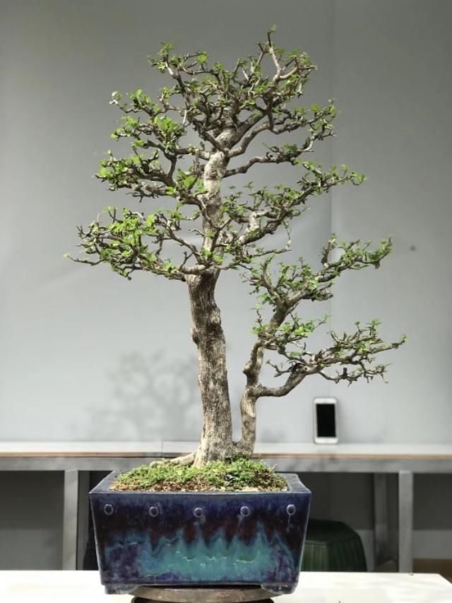 观赏该作品:盆景分为观、品、悟三个阶段,你觉得你真的懂盆景吗