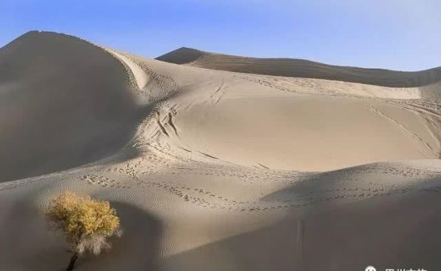 大美新疆，上眼胡杨