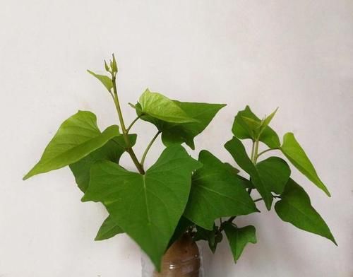  一大@“发芽”的红薯扔盆里，嗖嗖长满一大盆，叶子宽大好看又好吃！
