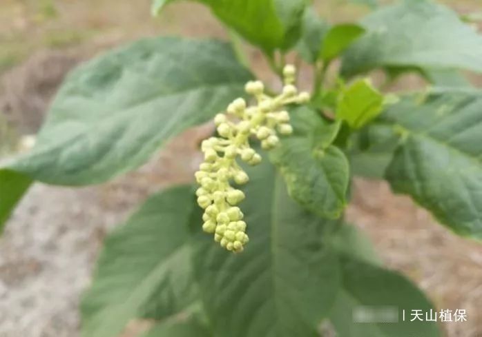  『美洲商陆』农村常见“恶草”，农民觉得其有毒，然而城里人却吃不到