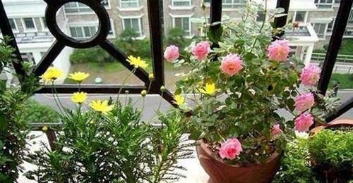 『植物』4种植物,容易'爆'崽子,掰下来'见'土就活,你家有吗?