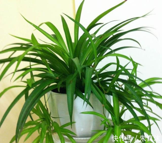  吊兰叶子：让吊兰疯狂抽藤开花，给你说个小方法