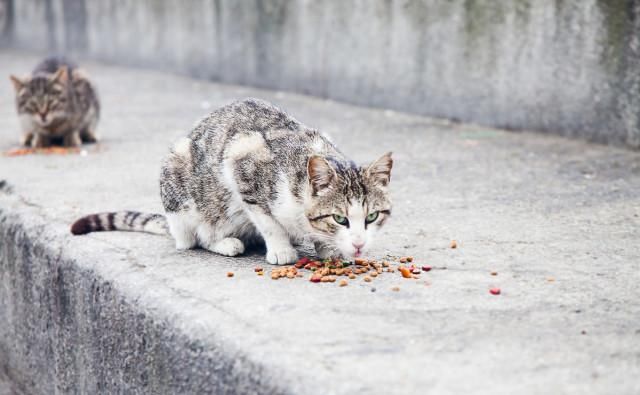 「盲目」不必盲目跟风的去饲养流浪猫