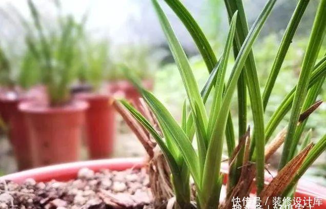 【最怕】兰花服盆期最怕什么?秒懂什么是退草,兰花成活不是问题