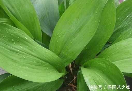  『栽培』这三种绿植十分耐阴，越是没有阳光越能蹭蹭长不停，好看又好养