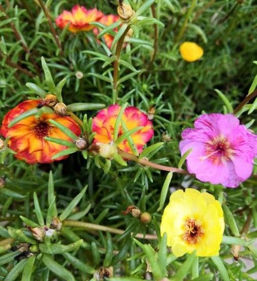  #花点#大爱太阳花，号称“养不死”，稍微花点小心思，阳台都开爆了