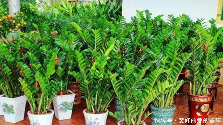 「家里」3种花“旺运又招财”,养家里鸿运当头、吉星高照,日子越过越好
