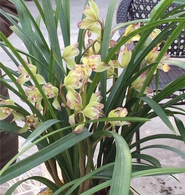 开爆:兰花春剑怎么养?记住“3招”,根系壮,花更多,苗更旺,开爆盆