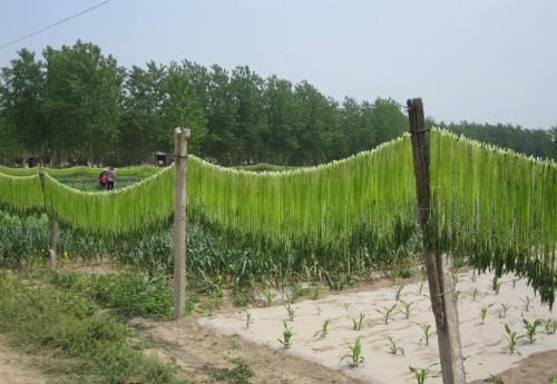 在农村种植这一种农作物，每年收入最高可达八万，为何少人问津