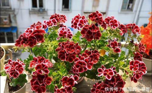 『养花』阳台养花,就选这“3种”,阳台开成“小花园”,好养易爆盆