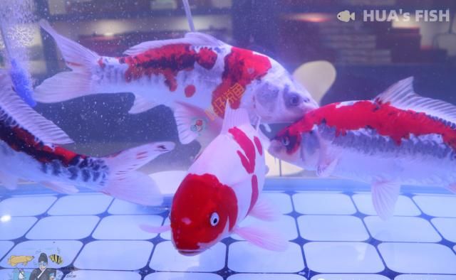  『观赏鱼』别听水族店老板的！连鱼带缸一起买回家，观赏鱼大多活不过27天