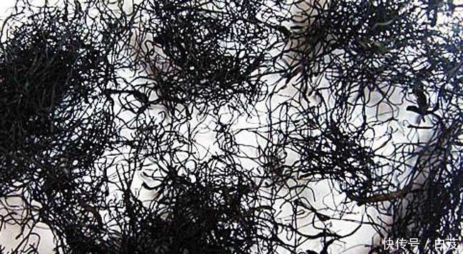  【发菜】农村这一植物，因为名字被炒到上千元，可补血降压，如