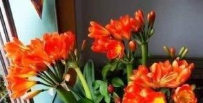  『养花』养花黄叶还烂根？给它喂点这种药，两周后，绿叶嗖嗖长！