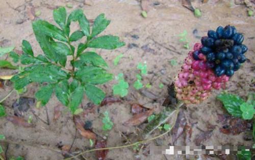  根茎■再说一次，荒地遇见“此物”，别当杂草，当前77元一斤