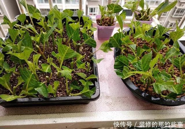 『执着的花盲』养花技巧:这5种花现在扦插,下个月就开花,千万别错过时机!