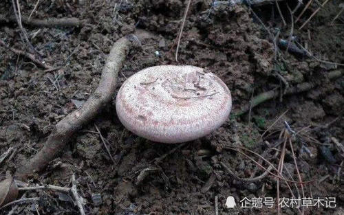 “它”弥足珍贵，若是长在您家乡，请别客气，带走吧