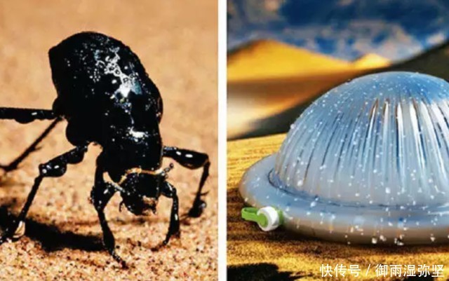 仿生学:8项受大自然启发的有趣发明