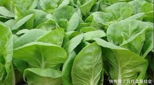  「受益」秋季白菜提高产量，单株可达五六斤，农民早看早受益