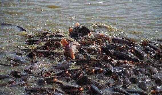 印度“圣河”鲶鱼泛滥成灾，竟还想卖给中国人，网友：当我们傻？