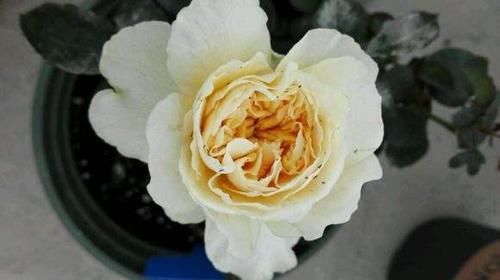 【小虫】养月季,花苞残了,就是大名鼎鼎的“蓟马”横行,当心月季毁容
