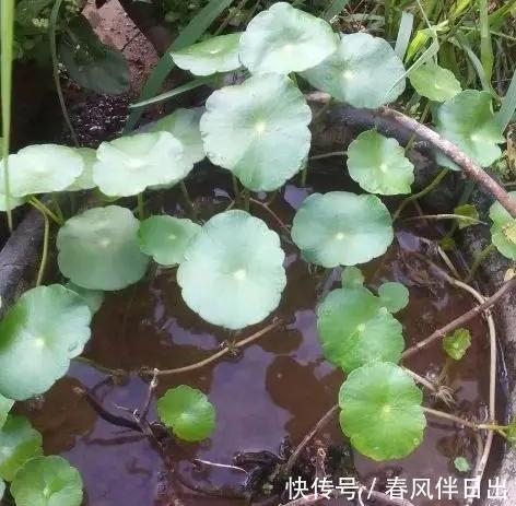 『马蹄莲』如果你不知道怎么浇水,就养这3种花,天天浇水也淹不死