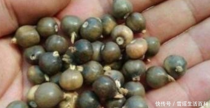 农村一草俗称“来尿珠”，曾被农民做门帘，如今最高卖30元一斤