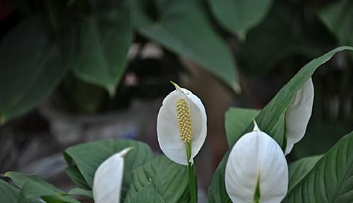  【盘点】盘点自然界中纯洁干净的白色花卉，洁白无瑕，有些还芳香四溢！