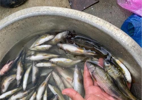 「真来」钓了几斤淡水石斑鱼，却有人说它是麦穗鱼，还想拿去喂鸡，真来气