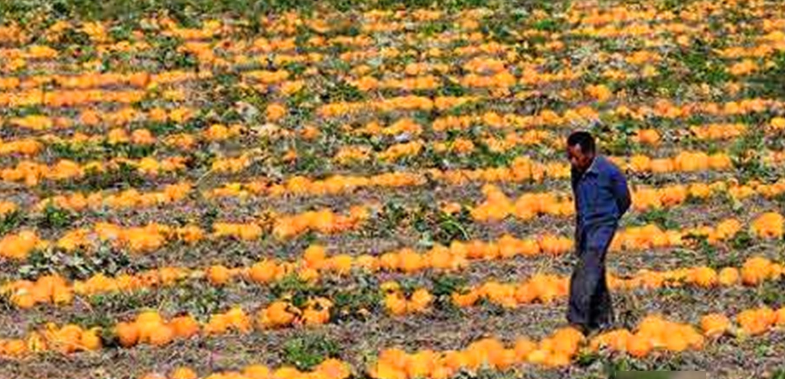  「农民」农村这一作物，客商一毛一斤不愿给，地里堆积如小山，