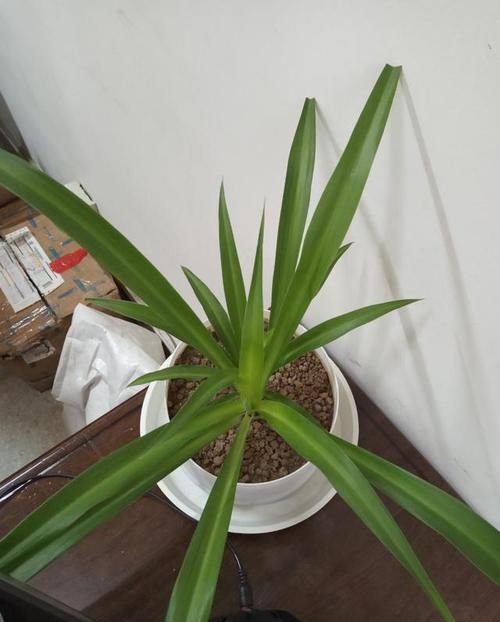 根部:水培吊兰这样养,生长健壮不烂根,状态好极了