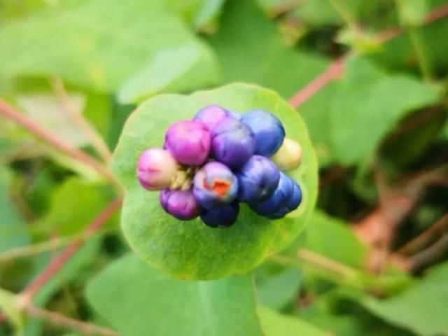  [黄花酢浆草]花盆里长出蘑菇，马上拔干净，否则就是大祸害！