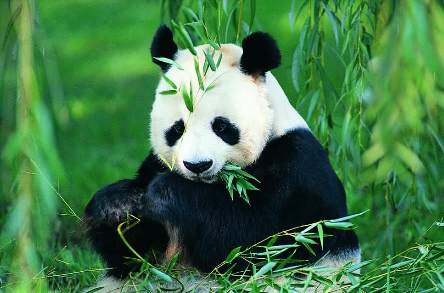 这些人不仅对熊猫大吼大叫，还用石头砸国宝，被列入黑名单算轻的