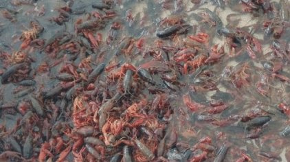  「数量」这次换中国人头疼了, 由于数量实在太多, 不得不开着挖