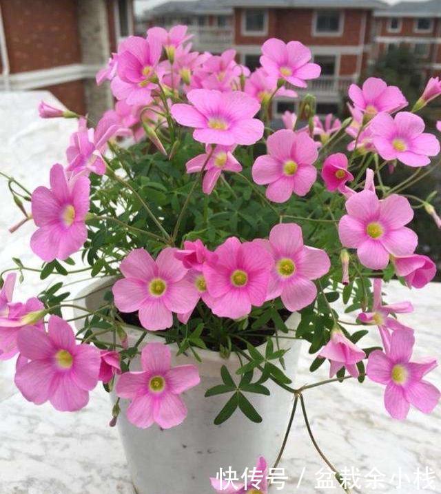  「开花更多」阳台养酢浆草，用此方法，1个种球长爆盆，花色美，满满都是花