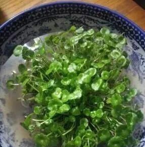 【提高】养“铜钱草”,就用“3分法”,把“根”装瓶子里,20天就长满瓶