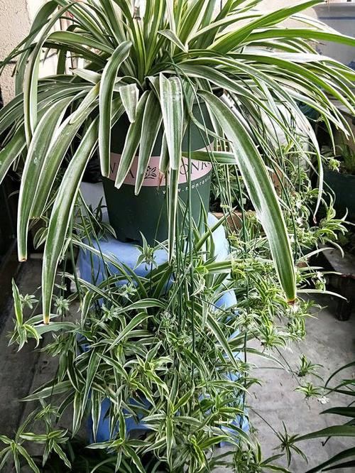  #们家里#养花能装饰环境，但是总有问题，这3种经典绿植，教你技巧养爆盆