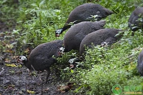  「克星」这种宴席上的高档肉禽，养殖前景可观，可治蝗，被称为