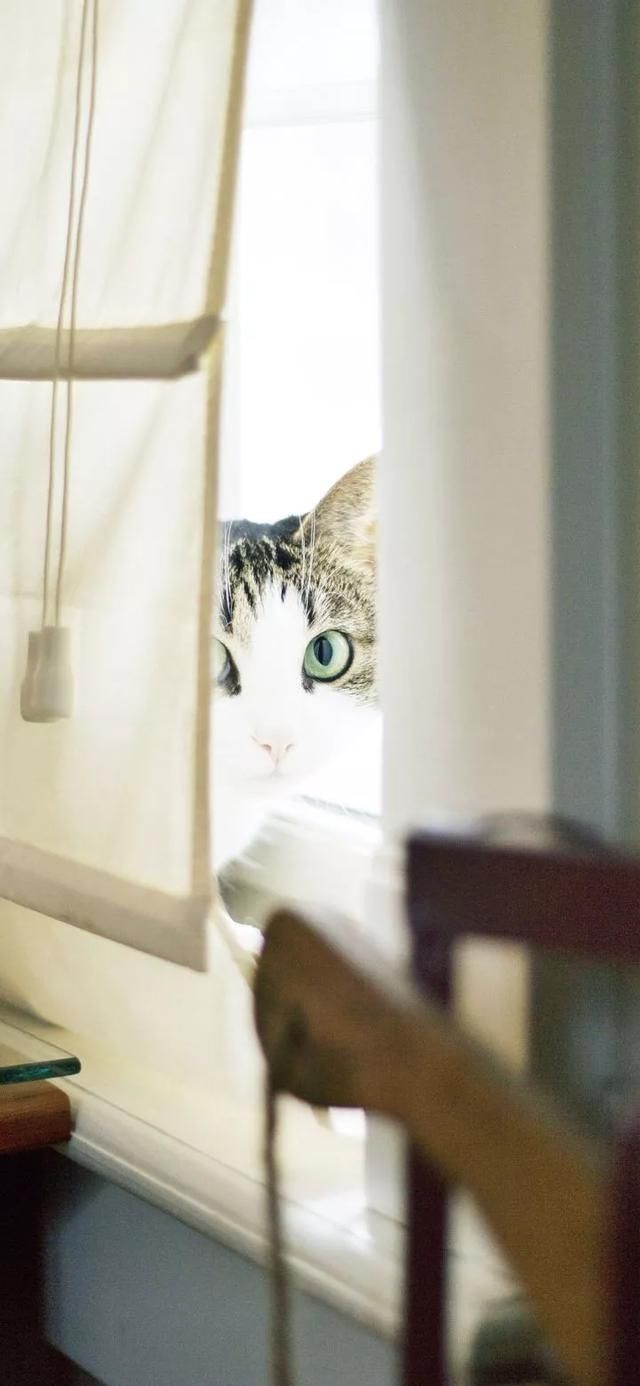  『星球』80张超可爱的猫咪壁纸丨我来自喵星球，来地球只是为了遇见你