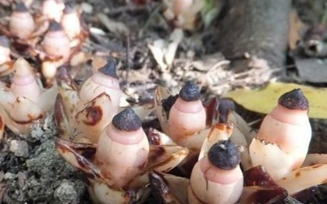 农村植物，帽蕊草跟定一棵树就一辈子，地里田间遇见是福