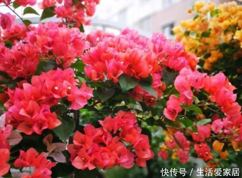  『太漂亮』现在就养“4种花”，个个“含苞欲放”，太漂亮！