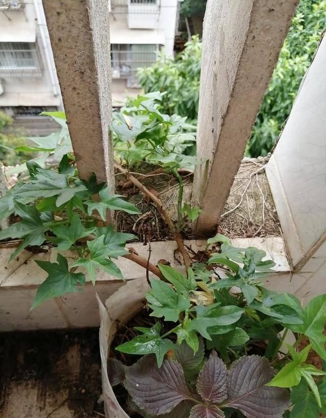  #万物#酸咪草凤仙花桂花果，有他们在的地区，万物皆满春！