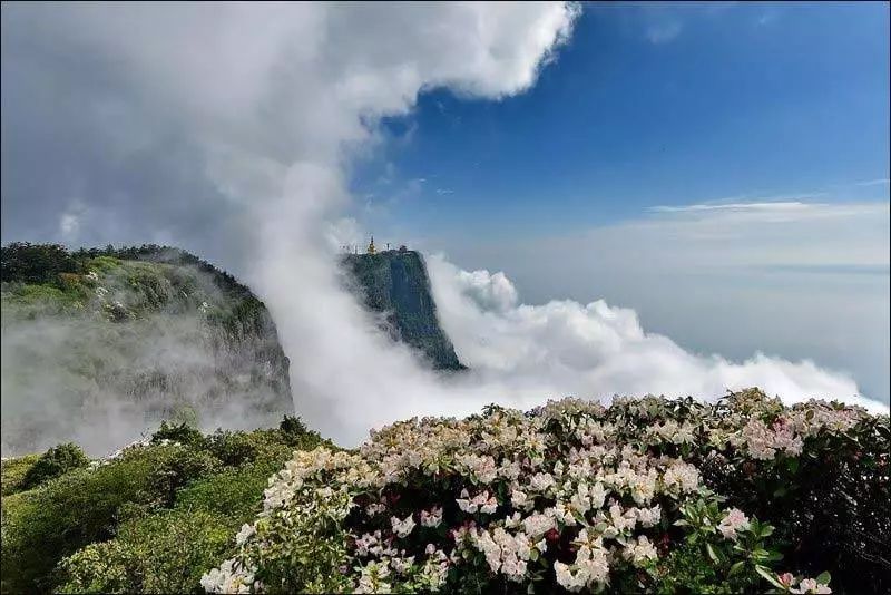 峨眉山美惨了！高山杜鹃成片绽放，太惊艳太壮观！