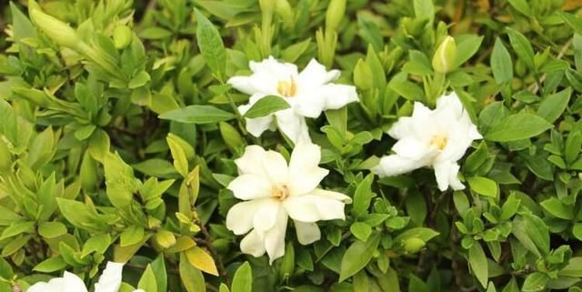  很浓■小叶栀子花四季开花，香味很浓！小叶栀子怎么养？