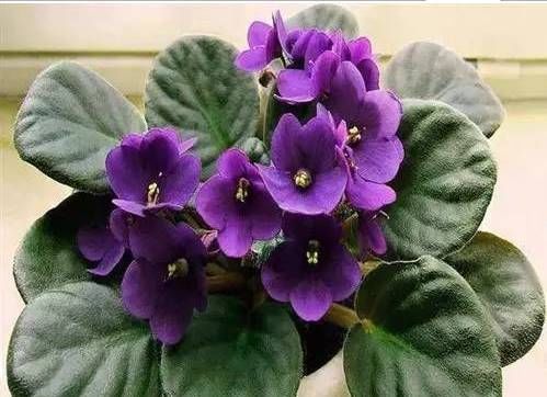  【生长期】养花做好这几件事,养什么花都能活,5分钟能学会!